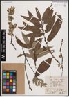 Foto von Salix caprea L. x Salix viminalis L.